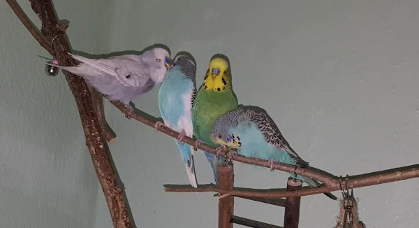 Wellensittich-Bild: Meine vier \