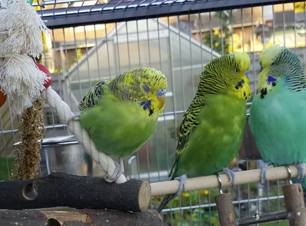 Wellensittich-Bild: Der Nachmittag im Garten war für Temmy sichtlich anstrengend