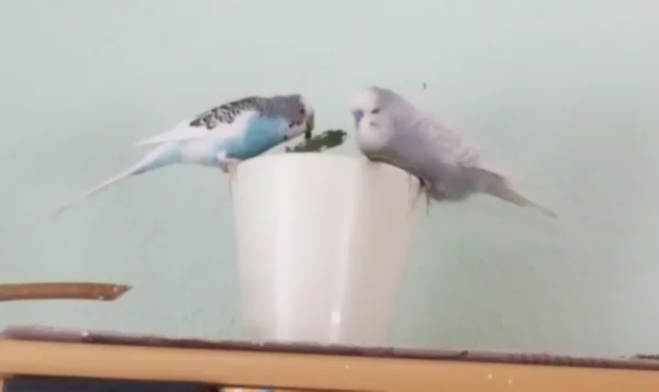 Wellensittich-Bild: Tweety hilft Teeny bei den Erdarbeiten.
