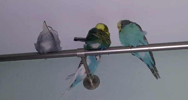 Wellensittich-Bild: Die Wellis chillen.