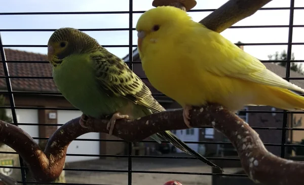 Wellensittich-Bild: Temmy und Teely fühlen sich wohl