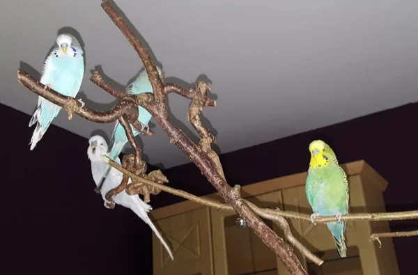 Wellensittich-Bild: Die Wellis erkunden ihren neuen Baum.