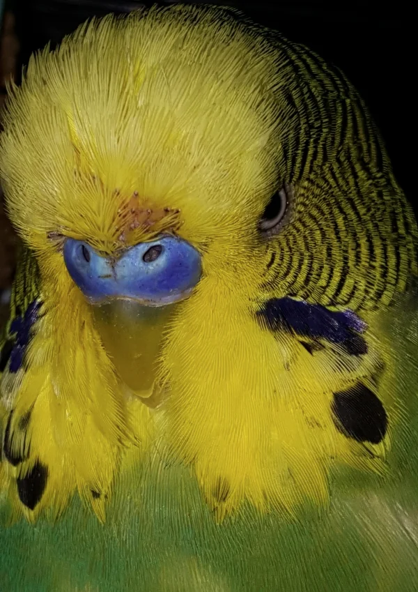 Wellensittich-Bild: Im Portrait