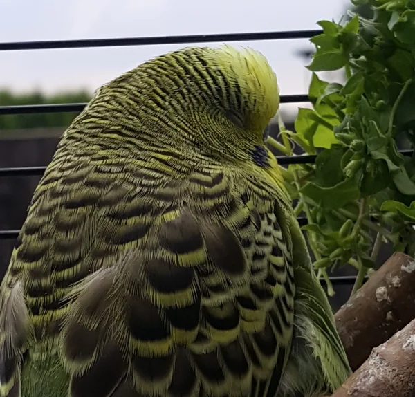 Wellensittich-Bild: Teasy ist beim Essen eingeschlafen.
