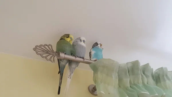 Wellensittich-Bild: Meine Wellis haben wieder ihren Ruheplatz weit oben und fast unerreichbar bezogen.