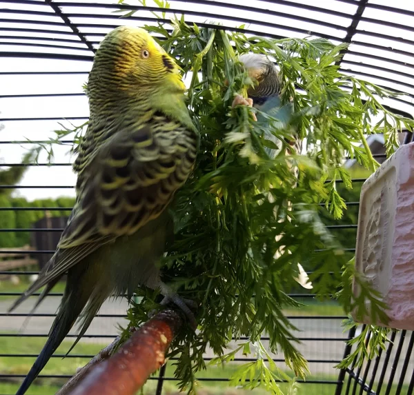 Wellensittich-Bild: Teeny und Teasy geniessen ein Taubad.