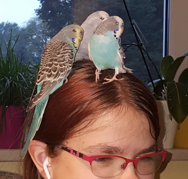 Wellensittich-Bild: Drei meiner Wellis haben sich auf dem Kopf meiner Tochter niedergelassen