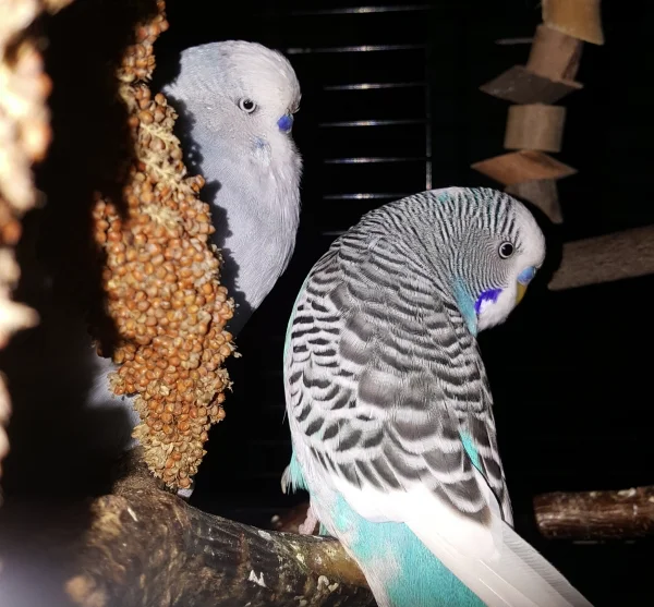 Wellensittich-Bild: Die Hirse war lecker, jetzt wird entspannt.