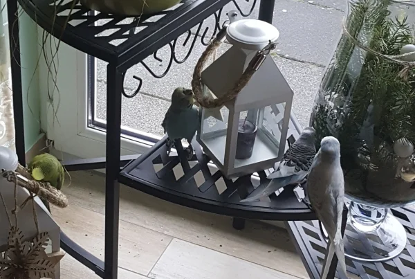 Wellensittich-Bild: Die Adventsdeko wird auf Herz umd Nieren untersucht.