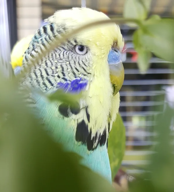 Wellensittich-Bild: Tequila wurde erwischt, wie er in vollen Zügen Vogelmiere geniesst 