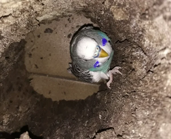 Wellensittich-Bild: Teeny klettert aus der Korkhöhle.