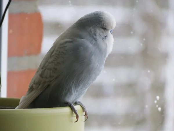 Wellensittich-Bild: Tweety beobachtet das Schneetreiben.