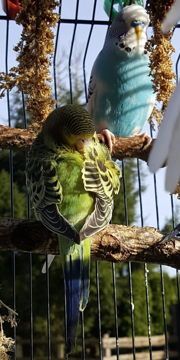 Wellensittich-Bild: Temmy und Teeny schlafen 