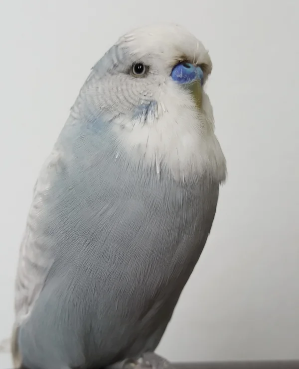Wellensittich-Bild: Das Bild zeigt Wellensittich Tweety.