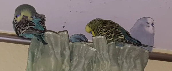 Wellensittich-Bild: An einem trüben Tag wie heute haben die Wellis schon frühzeitig nach einem Schlafplatz Ausschau gehalten.