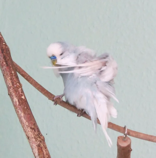 Wellensittich-Bild: Tweety macht sich hübsch.