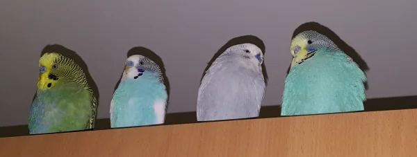 Wellensittich-Bild: Wie auf der Perlenschnur haben die vier Süßen sich niedergelassen.
