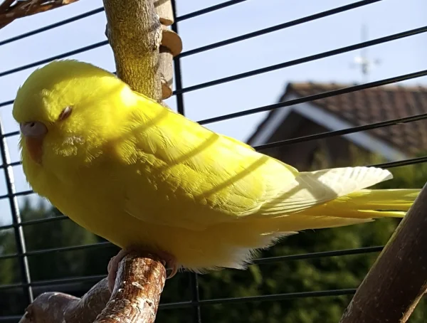 Wellensittich-Bild: Teely ist geschaft von einem Tag an der frischen Luft