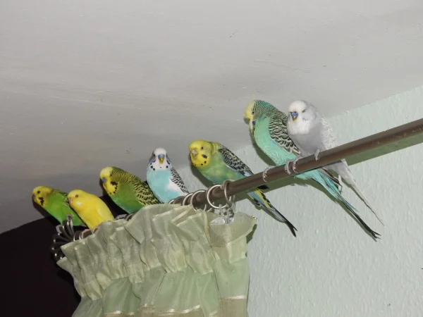 Wellensittich-Bild: Meine Welli-Gang ist heute auf 7 Gefiederte gewachsen. Torina, 3. von rechts, ist eingezogen.