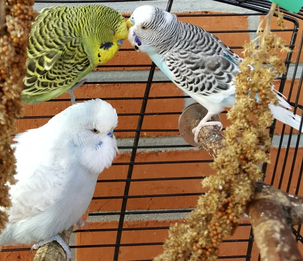 Wellensittich-Bild: Tenny krault Teasy ausgibig das Köpfchen, was Tweety a0uch gerne hätte .....