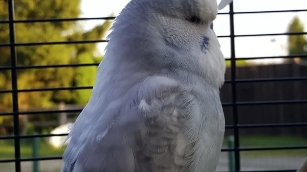 Wellensittich-Bild: Das Bild zeigt meinen Wellensittich Tweety