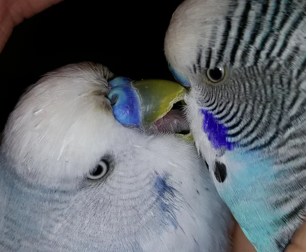 Wellensittich-Bild: Tweety und Teeny sind seit ein paar Tagen unzertrennlich.