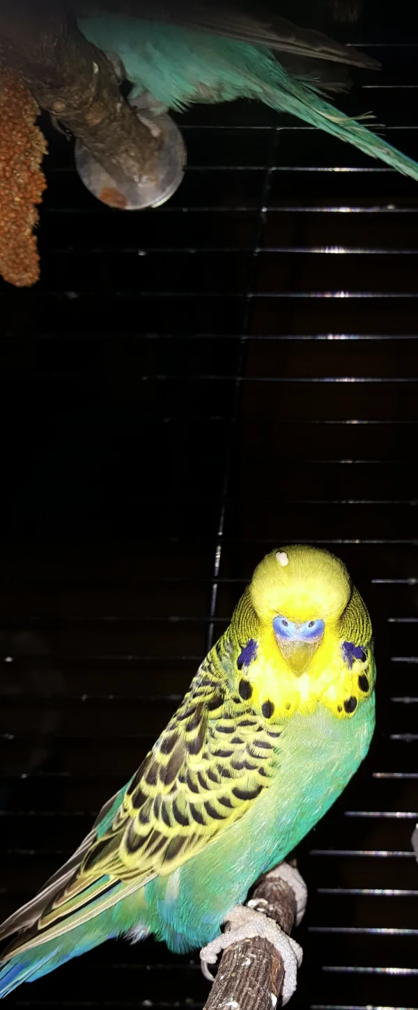 Wellensittich-Bild: Teasy hatte sich unter Tequila zum Schlafen niedergelassen und trägt davon einen etwas anderen \