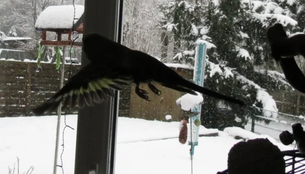 Wellensittich-Bild: Die etwas andere Aufnahme vom Flug im Gegenlicht