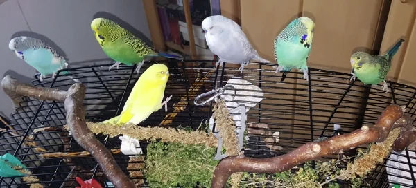 Wellensittich-Bild: Alle Wellis sitzen zusammen.