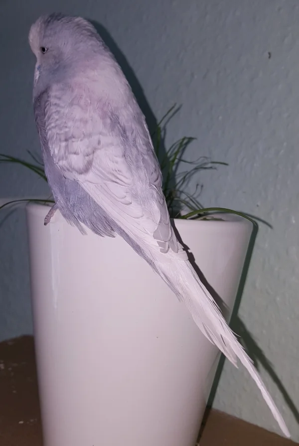Wellensittich-Bild: Tweety schiebt Wache.