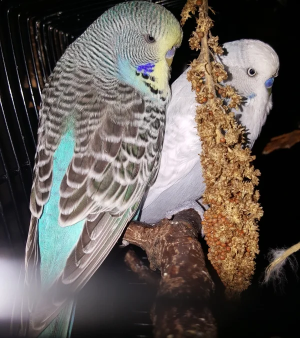 Wellensittich-Bild: Tweety und Tequila haben sich vor der Nachtruhe gestärkt.