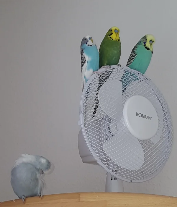 Wellensittich-Bild: Die Gang hat was Neues entdeckt ...