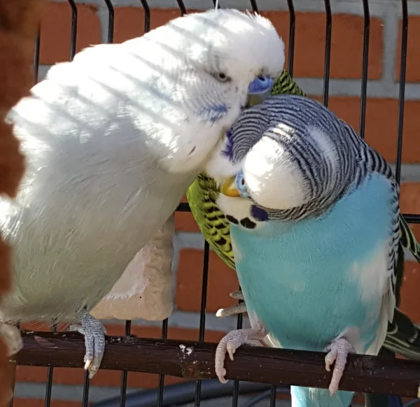 Wellensittich-Bild: Die beiden sind ein Herz und eine Seele