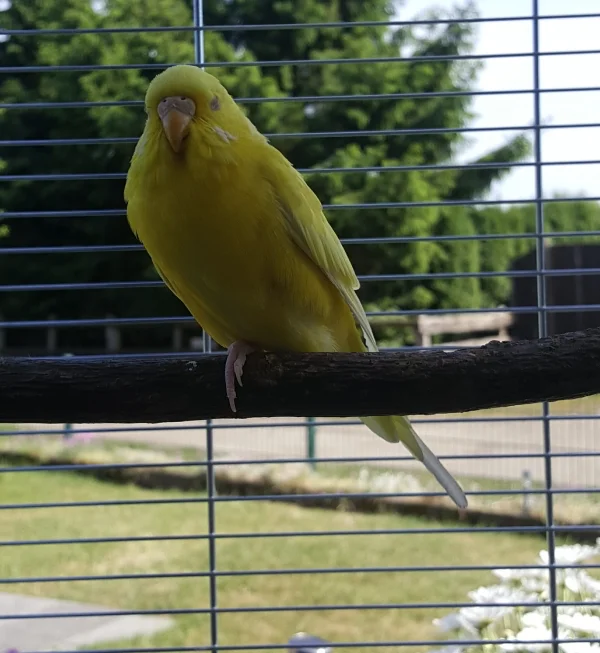 Wellensittich-Bild: Teely entspannt bei einem Schläfchen.