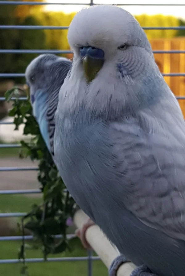 Wellensittich-Bild: Tweety - mein stolzer Bursche