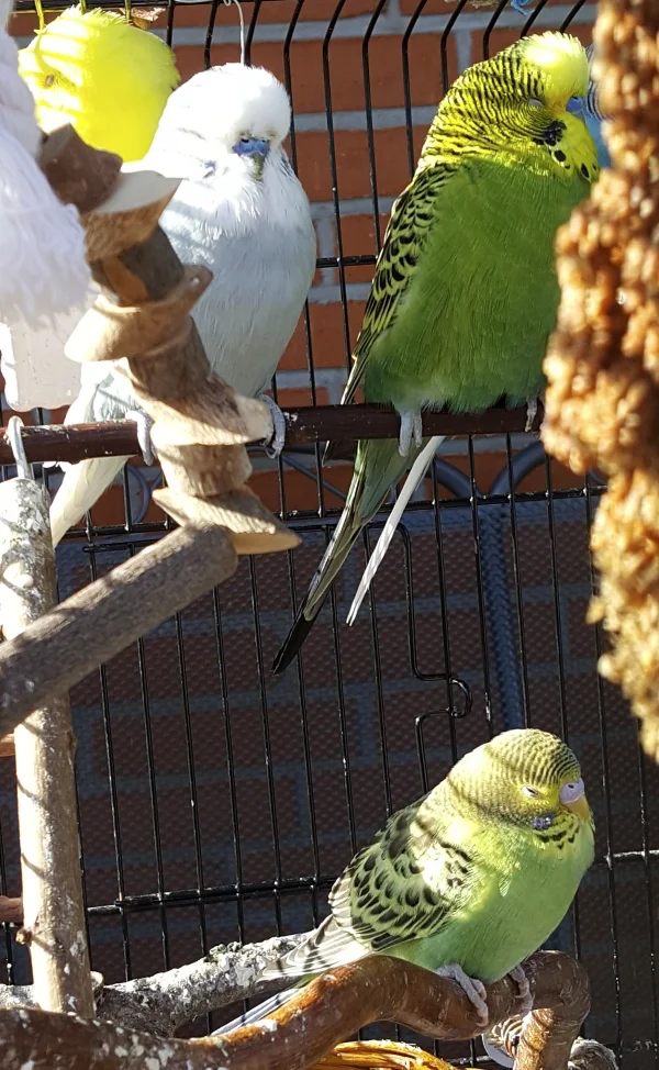 Wellensittich-Bild: Der erste Tag in diesem Jahr, den die Wellis im Freien genossen haben