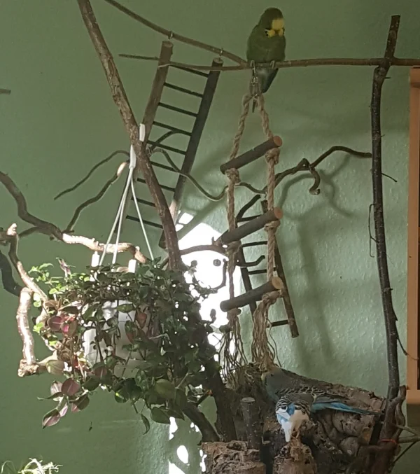Wellensittich-Bild: Zum Wochenstart werden auch die Wellis fleißig.