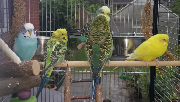 Wellensittich-Bild: Die Gang ist müde
