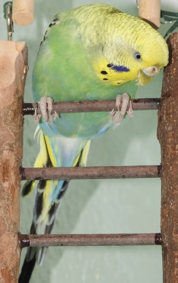Wellensittich-Bild: Torina beobachtet neugierig das Treiben.
