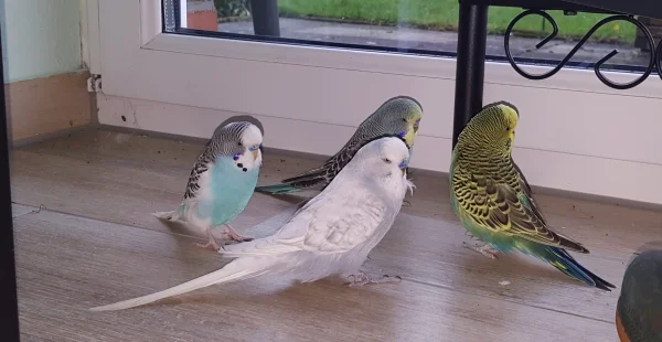 Wellensittich-Bild: Meine Wellis genießen den Fußmarsch durchs Wohnzimmer.