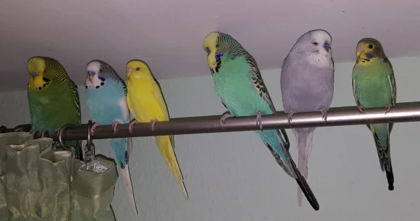 Wellensittich-Bild: Gruppenfoto der Welli-Gang