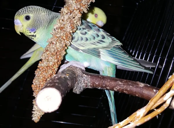 Wellensittich-Bild: Temmy fühlt sich beim Abendessen gestört