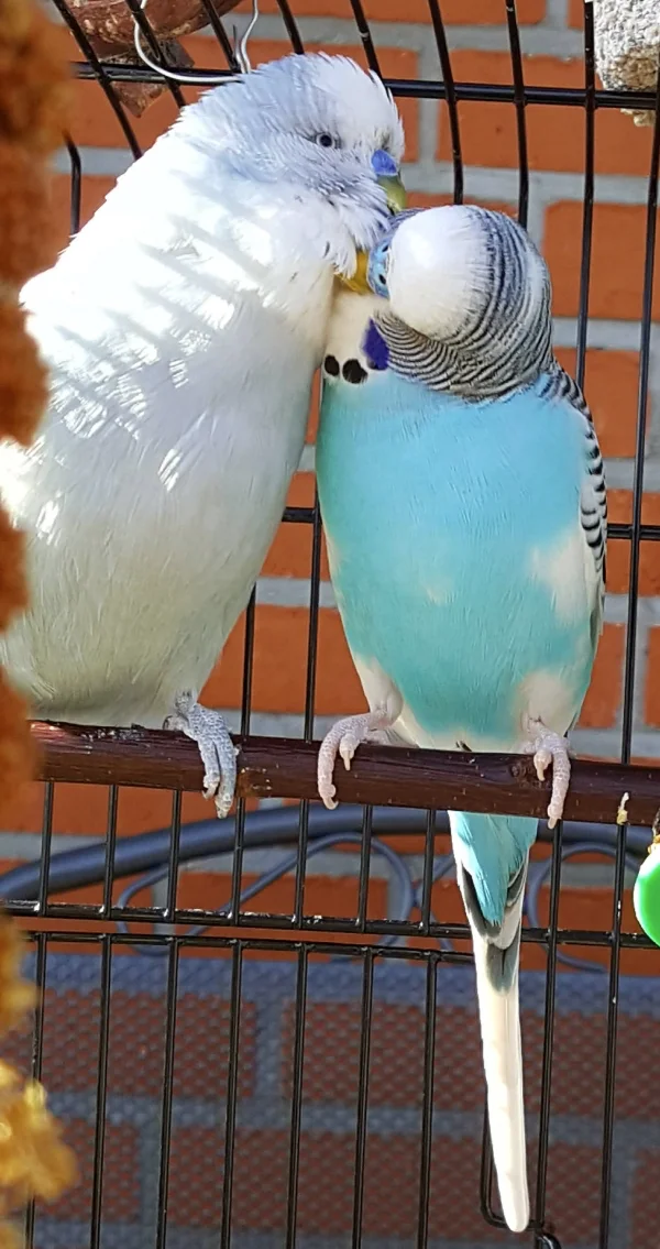 Wellensittich-Bild: Tweety krault Teeny ausgiebig