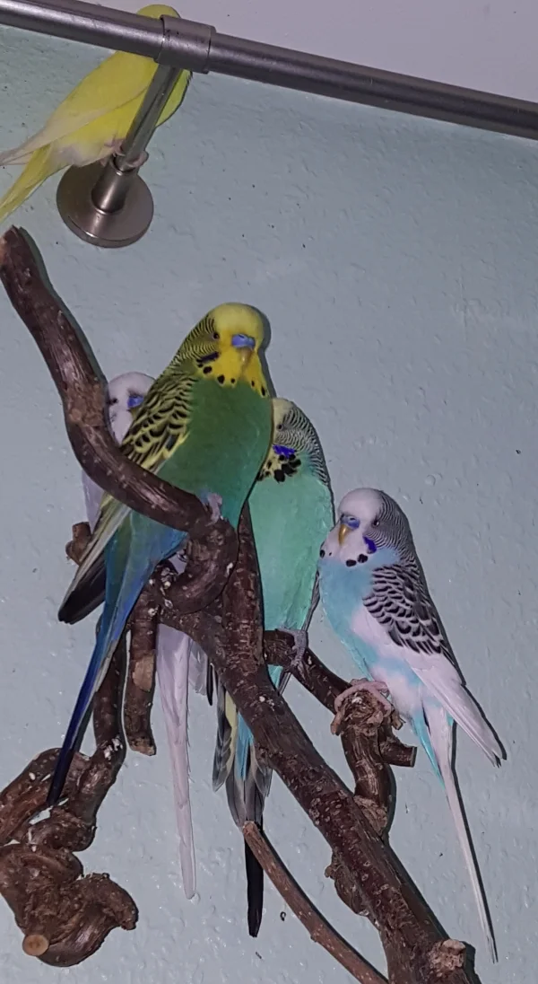 Wellensittich-Bild: Die Gang hat ihren Lieblingsplatz.