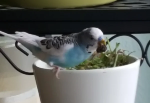 Wellensittich-Bild: Tenny bei der Arbeit ...