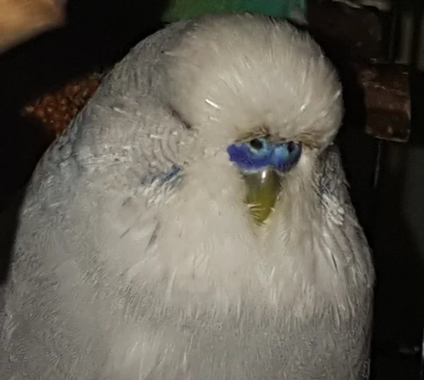 Wellensittich-Bild: Tweety schläft bereits.