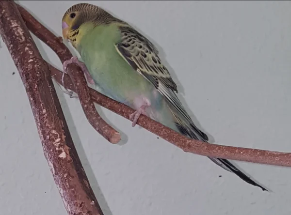 Wellensittich-Bild: Temmy liebt den Welli-Baum 