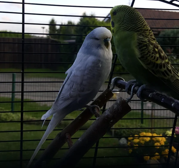 Wellensittich-Bild: Tweety und Teasy sitzen sich gegenüber.