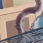 Schau mir in die Augen, Kleines!