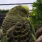 Nach sooooo viel Vogelmiere brauchts ein Verdauungsnickerchen